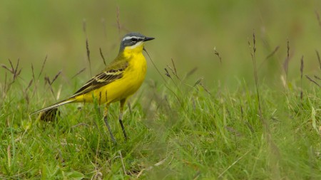 Sárga billegető (Motacilla flava) - azok a hosszú lábak